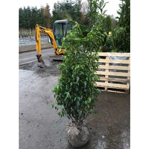 Portuguese Laurel Rootball Hedge - 150-175cm | ScotPlants Direct